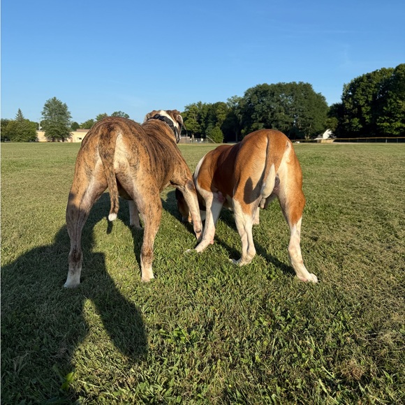 Ally is Live 🚫Do Not Buy This Listing 🚫 Follow this flyer for notification. 💕🍀🐾 - Picture 9 of 13